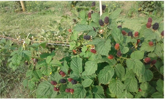 Raspberries