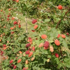 Raspberries
